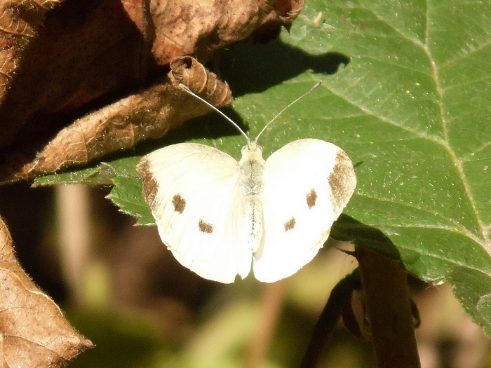 Pieris Brassicae ?